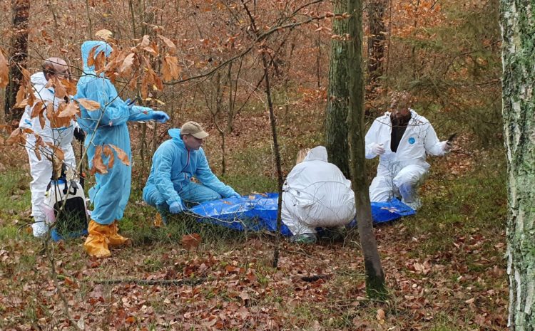 Pierwszy przypadek ASF w województwie lubuskim